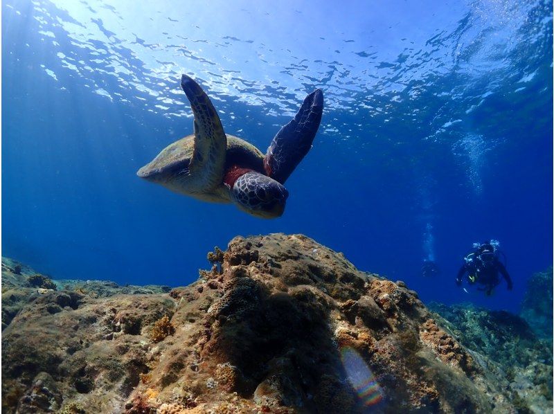 [야쿠시마체험다이빙] 2 다이빙 코스 [오전 오후]の紹介画像