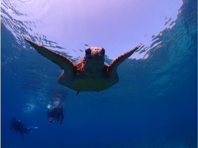 【屋久島・体験ダイビング】初心者専門店｜当店人気No.1｜練習時間無制限&times;2ダイブで最高峰の感動｜プレミアム2ダイブ｜専用施設＆温水シャワーの紹介画像