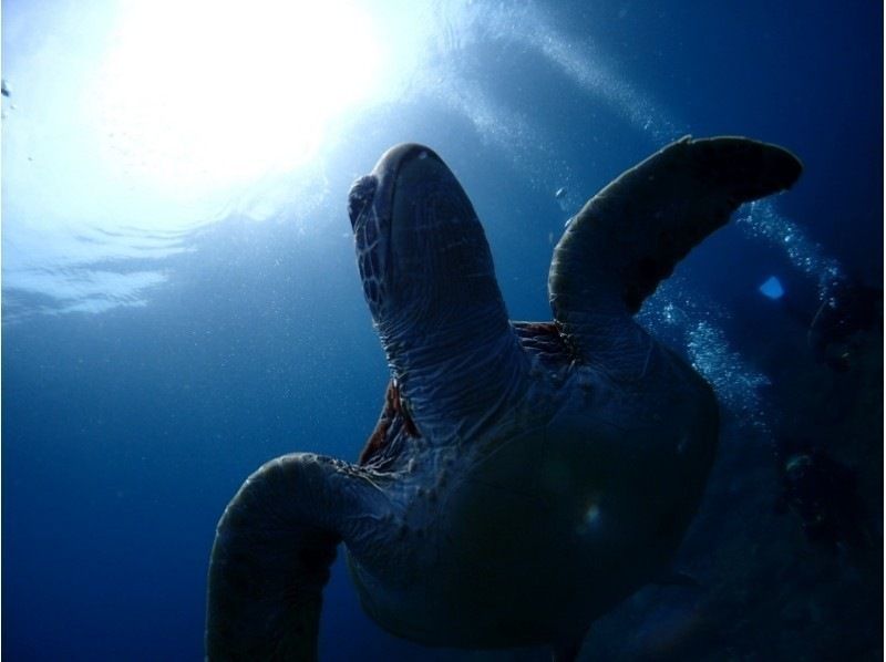 [Yakushima Experience Diving] 2 dive course [morning / afternoon]の紹介画像