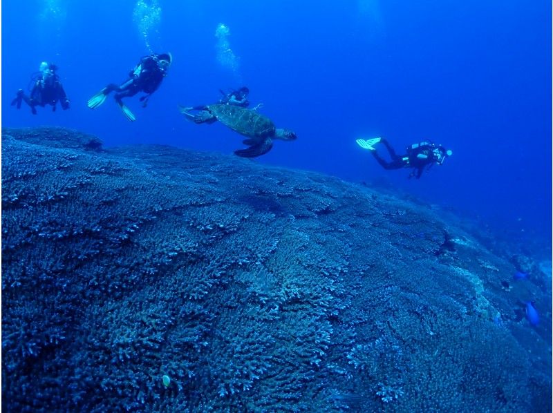 【鹿児島・屋久島・ダイビング】ファンダイビング２ボート（器材レンタルなし）現地近くに夢心地の専用更衣施設＆温水シャワーあります♪【午前開催】の紹介画像