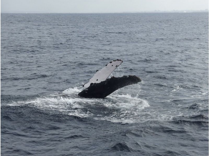 [Departing from Ginowan Marina] Whale watching A large boat that is resistant to shaking. There is also a windbreak, so you can protect yourself from the cold. Experience the power of the largest mammal, whales, from the boat.の紹介画像