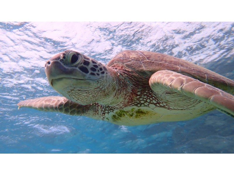 [1-day course discount] ☆ Sea turtles + clear kayak + [Phantom island] Uni Beach ☆ (with drone aerial photography)の紹介画像