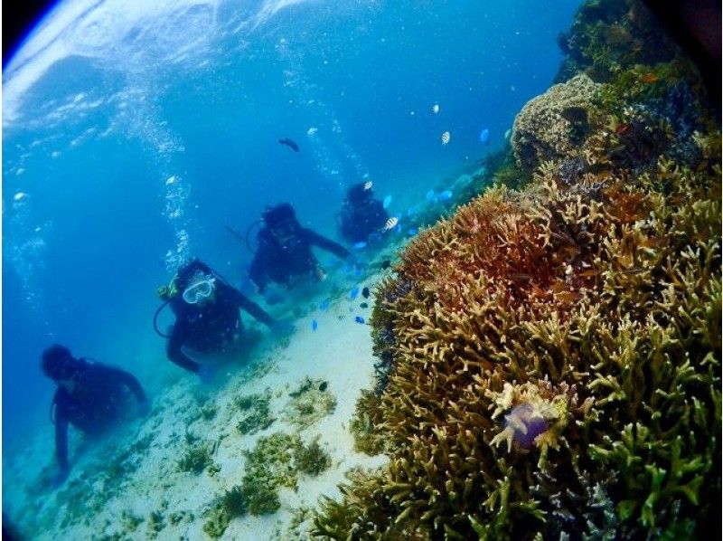 【沖縄・今帰仁・古宇利島】＜1家族で貸切！ファミリープラン＞美しい今帰仁の海で体験ダイビング＜ボートエントリー＞｜12歳〜参加可能◎｜の紹介画像