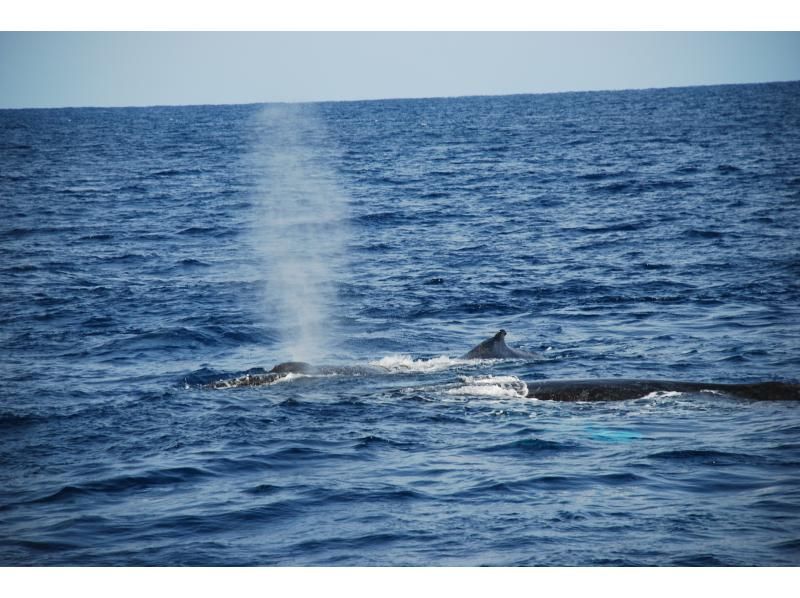 【奄美大島】2階席からクジラを観察できるボートで行く！大迫力の海の大物、ザトウクジラを見に行こう♪＜ホエールウオッチング＞の紹介画像