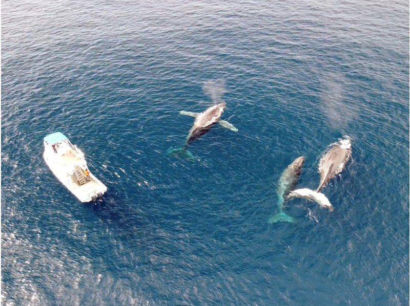 ฤดูชมปลาวาฬอามามิโอชิมะคือเมื่อไหร่? แนะนำอันดับทัวร์ยอดนิยมและรีวิว/ชื่อเสียงอย่างละเอียด!
