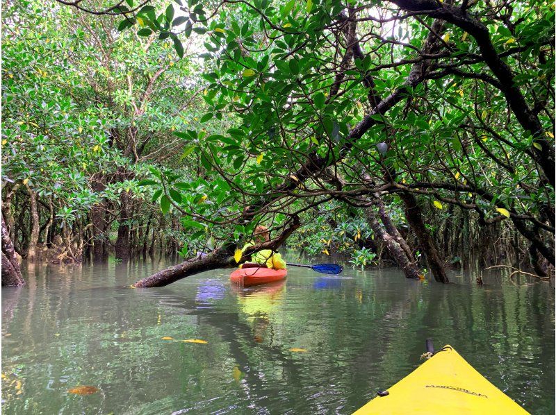 Oriental Galapagos Amami Oshima Mangrove canoe Mangrove virgin forest