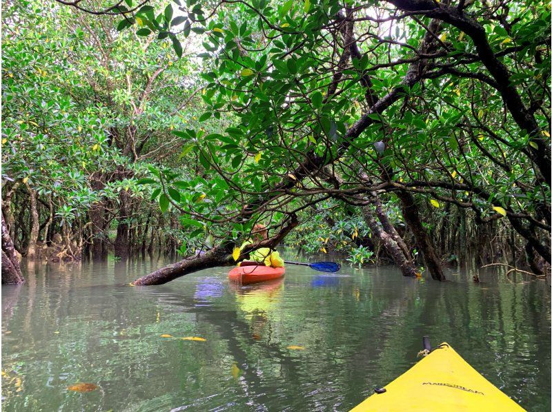 Oriental Galapagos Amami Oshima เรือแคนูป่าชายเลน ป่าชายเลน ป่าชายเลน