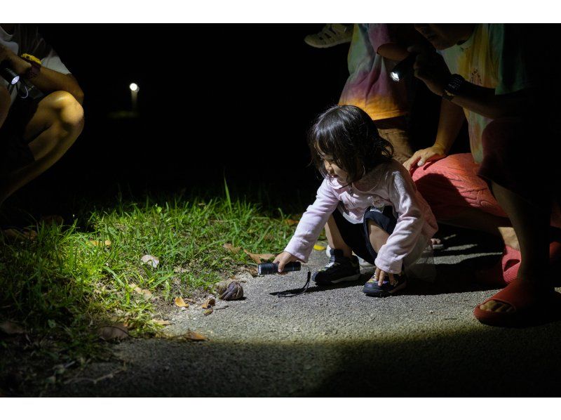 【ナイト/1時間】当日予約OK! 石垣島の夜の生き物探索 ! 短時間で手軽にナイトウォッチング！の紹介画像