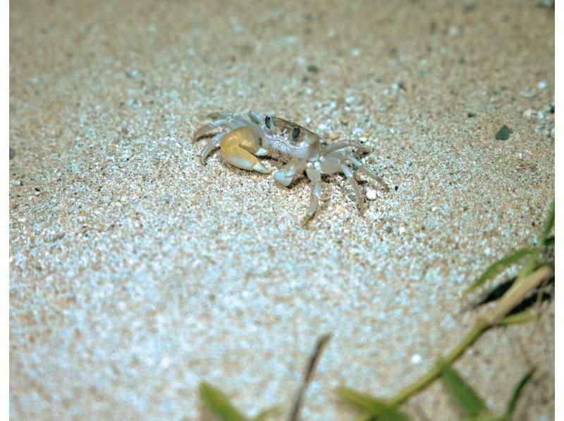 【ナイト/1時間】当日予約OK! 石垣島の夜の生き物探索 &星空鑑賞! 短時間で手軽にナイトウォッチング！全額返金保証アリの紹介画像