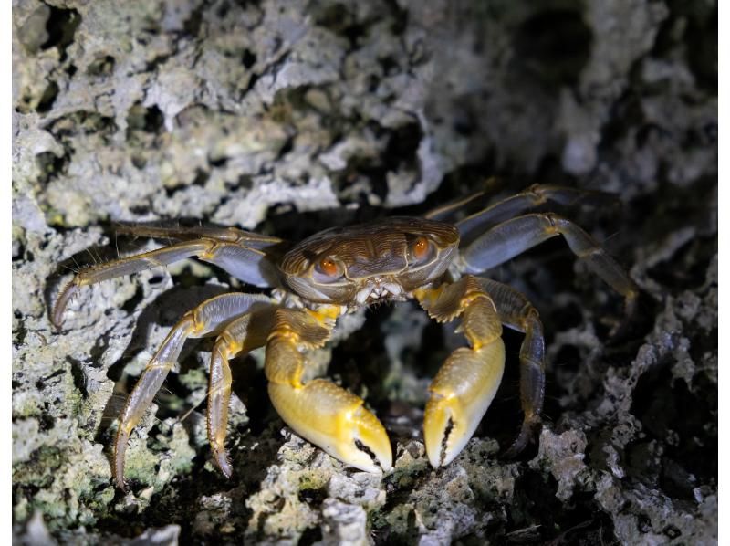 【ナイト/1時間】当日予約OK! 石垣島の夜の生き物探索 &星空鑑賞! 短時間で手軽にナイトウォッチング！全額返金保証アリの紹介画像