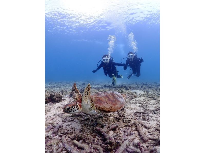 【沖縄・宮古島・ダイビング】【温水シャワー付き！】たっぷり満喫！貸切ビーチ体験ダイビング（水中写真付き）の紹介画像