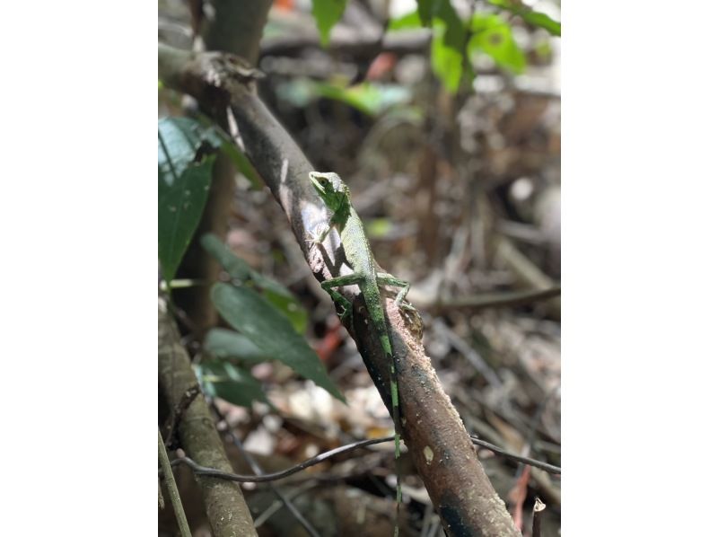 【沖縄 北部 名護】ジャングルバギー★4歳～参加OK☆美ら海水族館へのアクセス抜群★やんばるの森をガッチリ体感☆初心者でも安心☆ATV　　　の紹介画像