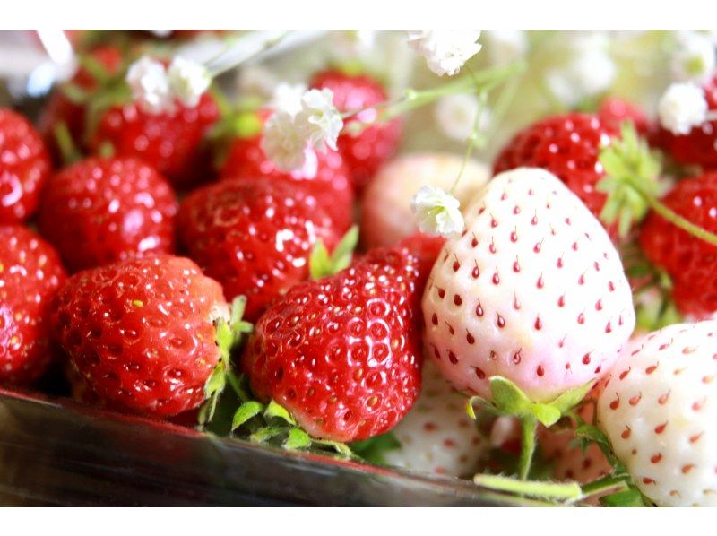 [Nagano/Inaya] All-you-can-eat white strawberries from April to May! Strawberry picking to eat and compare 7 types of strawberries!の紹介画像
