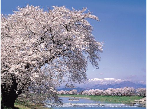 [Miyagi] Day Trip to Snow Wall and Sakura Special Bus Tourの紹介画像