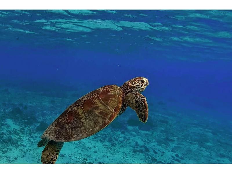 [Okinawa/Miyakojima] Limited time price ☆ Make memories with sea turtles! Snorkeling experience in the beautiful ocean of overseas class (no need to bring anything, same-day reservations OK)の紹介画像