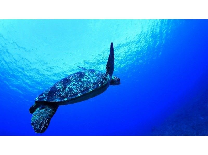 [Ishigaki Island 2 days] Get a PADI license at the island's only diving pool! Now is the chance special plan!の紹介画像