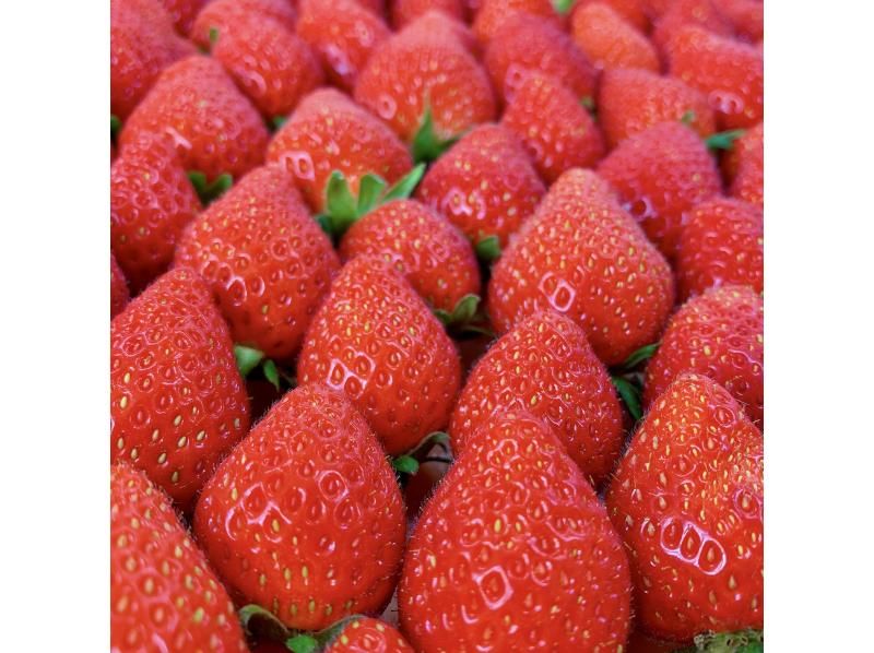 [長野/輕井澤] ★高級草莓採摘新感覺★招待那些尋求優質草莓的人！比較豪華禮品&冰沙和3種沾醬★の紹介画像