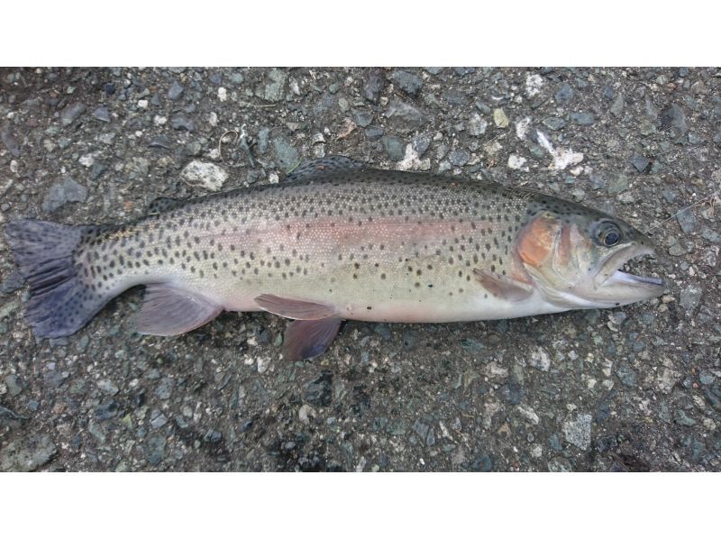 [Yamanashi/Lake Motosu] Families! Autumn to spring on season Lake Motosu Rainbow trout lure fishing