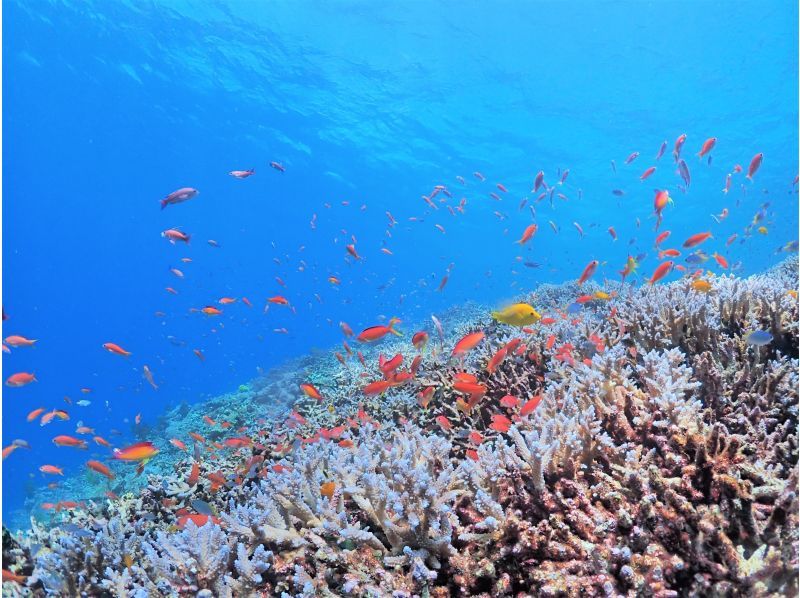 当日予約歓迎！人気NO.1★八重干瀬シュノーケルツアー《ドローン撮影&高画質水中カメラ無料レンタル&撮影データ全部プレゼント》の紹介画像