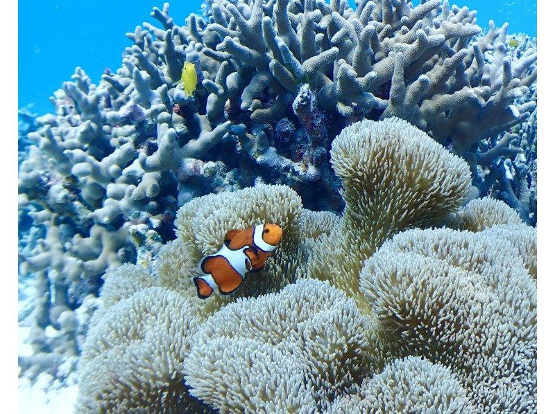 当日予約歓迎！人気NO.1★八重干瀬シュノーケルツアー《ドローン撮影&高画質水中カメラ無料レンタル&撮影データ全部プレゼント》の紹介画像