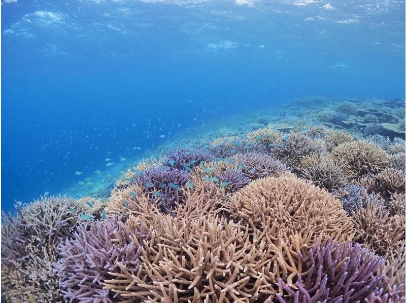 当日予約歓迎！人気NO.1★八重干瀬シュノーケルツアー《ドローン撮影&高画質水中カメラ無料レンタル&撮影データ全部プレゼント》の紹介画像