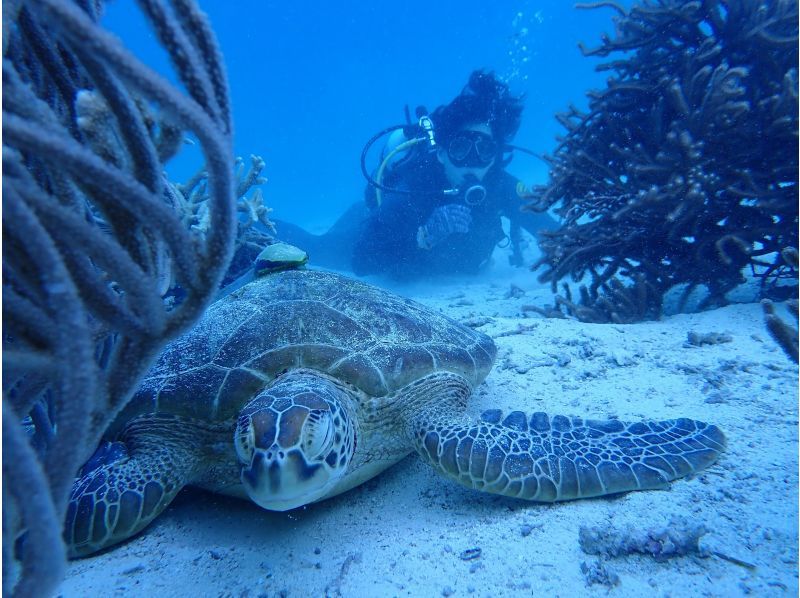 【ダイビングライセンス取得】PADIオープンウォーターダイバーコース2日間の紹介画像