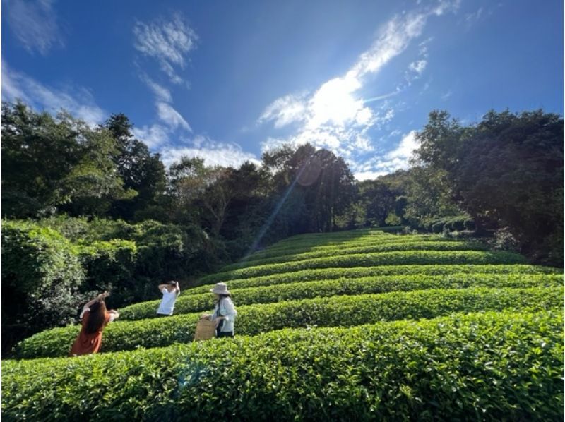 [Kyoto] A set plan of ``Tea picking experience'' & Japan's only ``Tea soba making experience'' and ``Tea leaf tempura making experience'' in the famous Uji tea production area ``Wazuka''! Support for beginners!の紹介画像