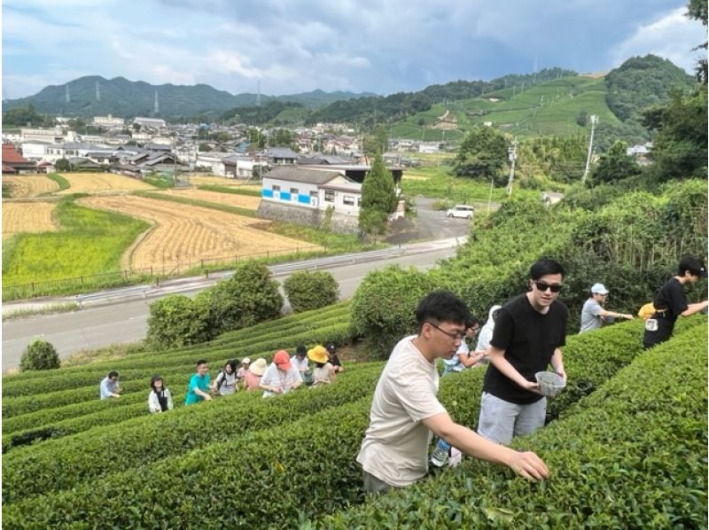 【京都】宇治茶の名産地「和束」で「お茶摘み体験」&日本で唯一「茶蕎麦打ち体験」「茶葉天ぷらを作る体験」セットプラン！初心者も安心のサポート！の紹介画像