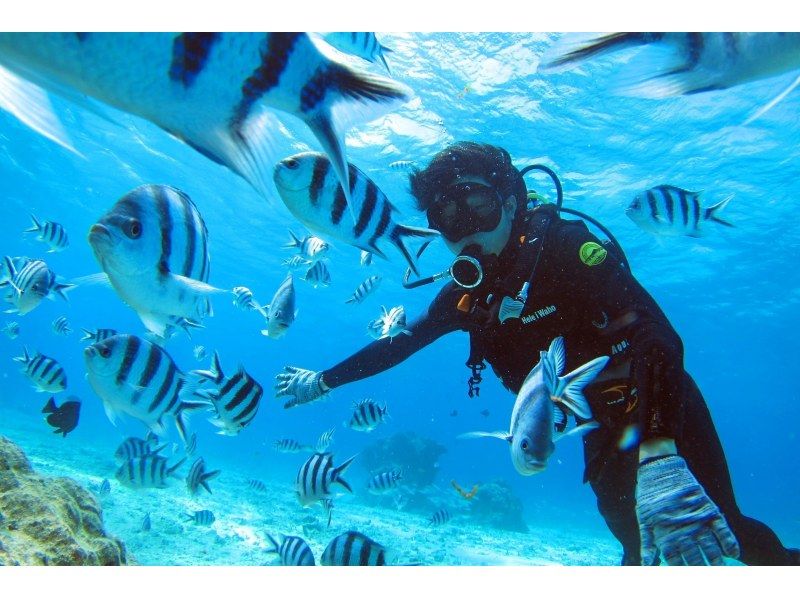 【ダイビングライセンス取得】STARSオープンウォーターダイバーコース2日間の紹介画像