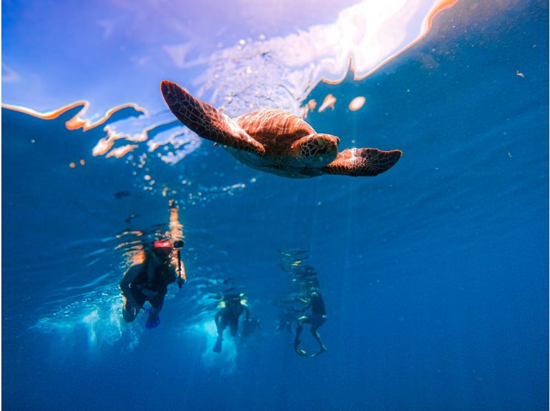 [95% chance of encountering sea turtles] 3 hours! Same-day reservations OK☆ Sea turtle snorkeling & blue cave exploration tour! Free pick-up and drop-off! Free GoPro photo data》の紹介画像