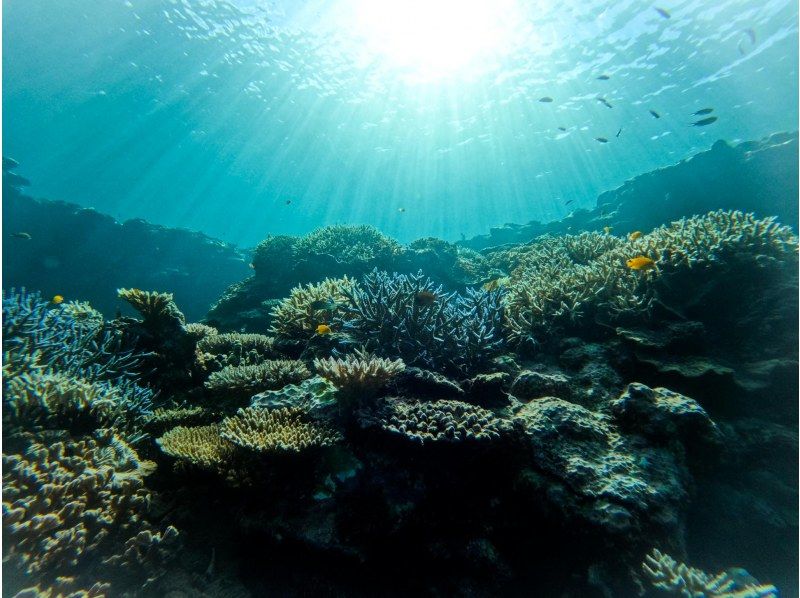 [95% chance of encountering sea turtles] 3 hours! Same-day reservations OK☆ Sea turtle snorkeling & blue cave exploration tour! Free pick-up and drop-off! Free GoPro photo data》の紹介画像