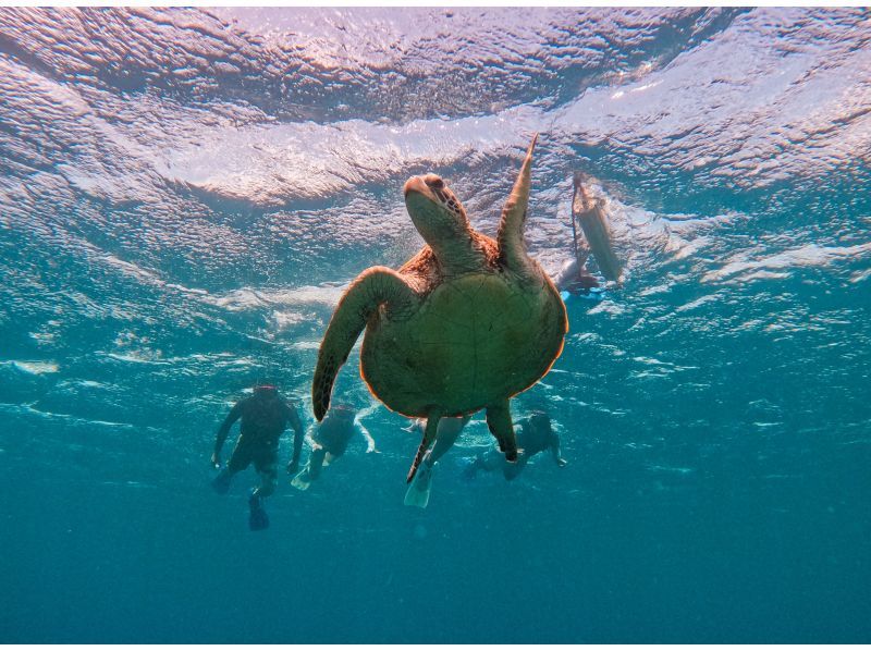[95% chance of encountering sea turtles] 3 hours! Same-day reservations OK☆ Sea turtle snorkeling & blue cave exploration tour! Free pick-up and drop-off! Free GoPro photo data》の紹介画像