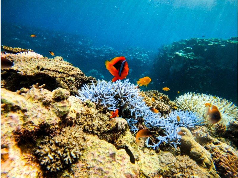[95% chance of encountering sea turtles] 3 hours! Same-day reservations OK☆ Sea turtle snorkeling & blue cave exploration tour! Free pick-up and drop-off! Free GoPro photo data》の紹介画像
