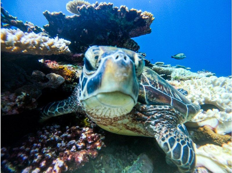 【石垣島/3時間】ウミガメ遭遇率95％シュノーケル&青の洞窟探検ツアー《写真データプレゼント》