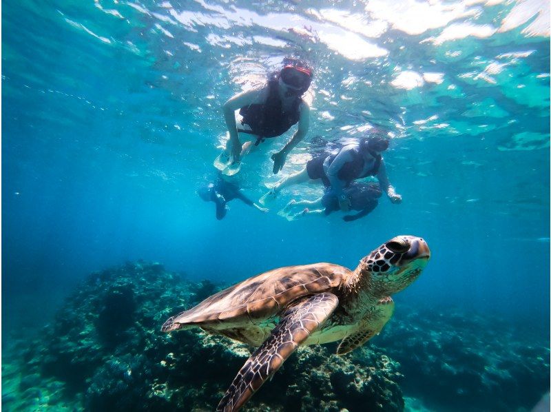 [95% chance of encountering sea turtles] 3 hours! Same-day reservations OK☆ Sea turtle snorkeling & blue cave exploration tour! Free pick-up and drop-off! Free GoPro photo data》の紹介画像