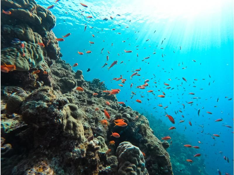 [95% chance of encountering sea turtles] 3 hours! Same-day reservations OK☆ Sea turtle snorkeling & blue cave exploration tour! Free pick-up and drop-off! Free GoPro photo data》の紹介画像