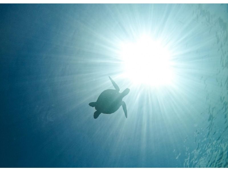 [95% chance of encountering sea turtles] 3 hours! Same-day reservations OK☆ Sea turtle snorkeling & blue cave exploration tour! Free pick-up and drop-off! Free GoPro photo data》の紹介画像