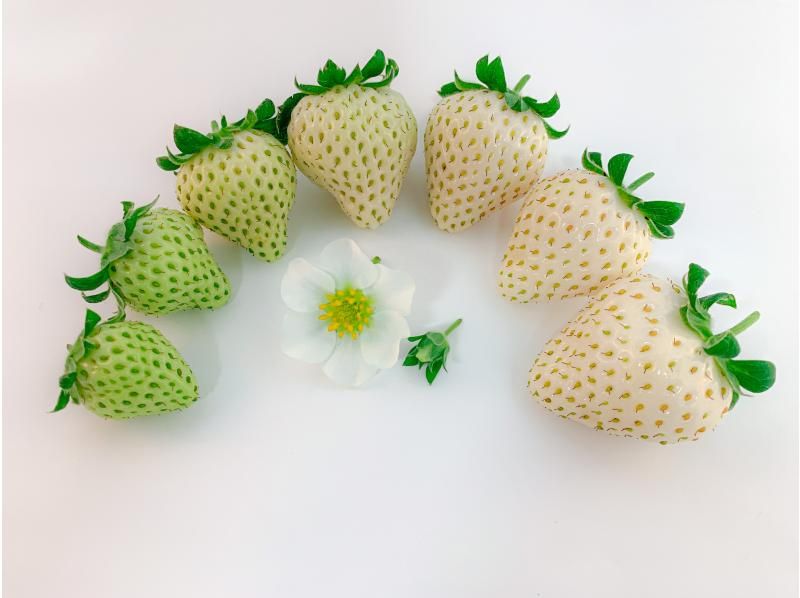 [Nagano/Karuizawa] Pearl Princess (white strawberry) fixed quantity picking plan ★ Bronze Award winner at Strawberry Grand Prix 2025 ★ You can pick and take home ♪の紹介画像