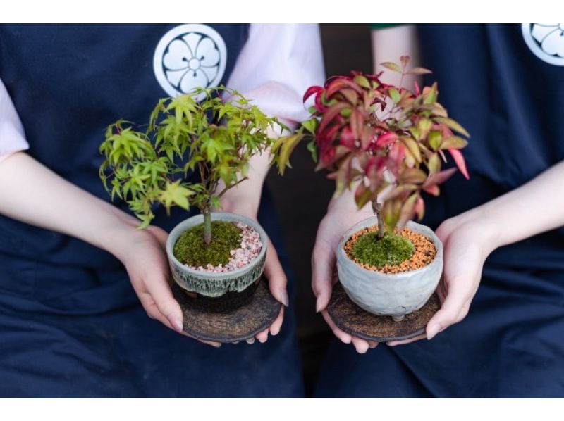 【埼玉・さいたま】世界に一つのオリジナル盆栽を作ろう♪かじゅある盆栽づくり体験の紹介画像