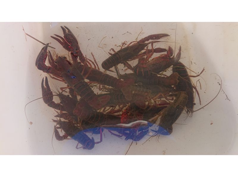 [Tokyo/Chofu] American crayfish extermination event, free rental of baka boots from fall to spring