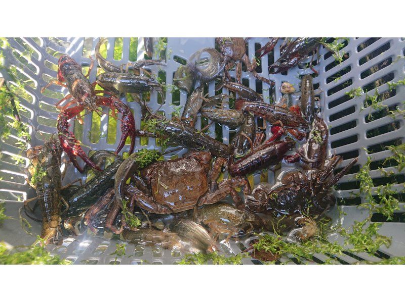 [Tokyo/Chofu] 9:00 AM, 1:00 PM - *For families* American crayfish extermination event, free rental of stupid boots, free summer research with lectures on alien speciesの紹介画像