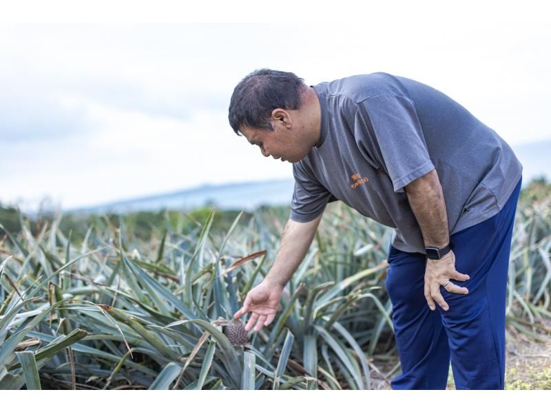 [Okinawa Ishigaki Island] Pineapple harvesting experience ♬ Let's harvest and taste the world's best pineapples from Ishigaki Island ☆ (From April to early August)の紹介画像