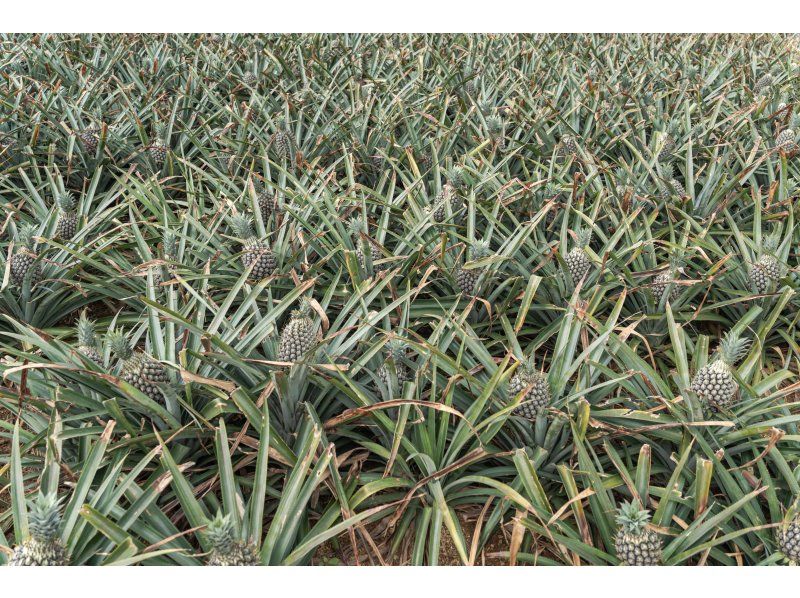 [Okinawa Ishigaki Island] Pineapple harvesting experience ♬ Let's harvest and taste the world's best pineapples from Ishigaki Island ☆ (From April to early August)の紹介画像