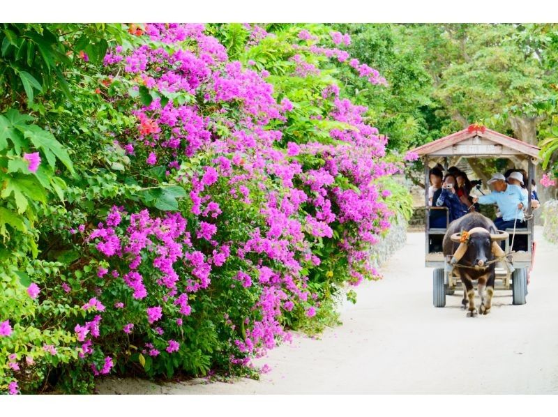 [Local meeting only / Ishigaki Island] Phantom island tour | Non-swimmers welcome | Drone photography included | Snorkeling & Taketomi sightseeing options available | Up to 25% off tickets to each remote islandの紹介画像