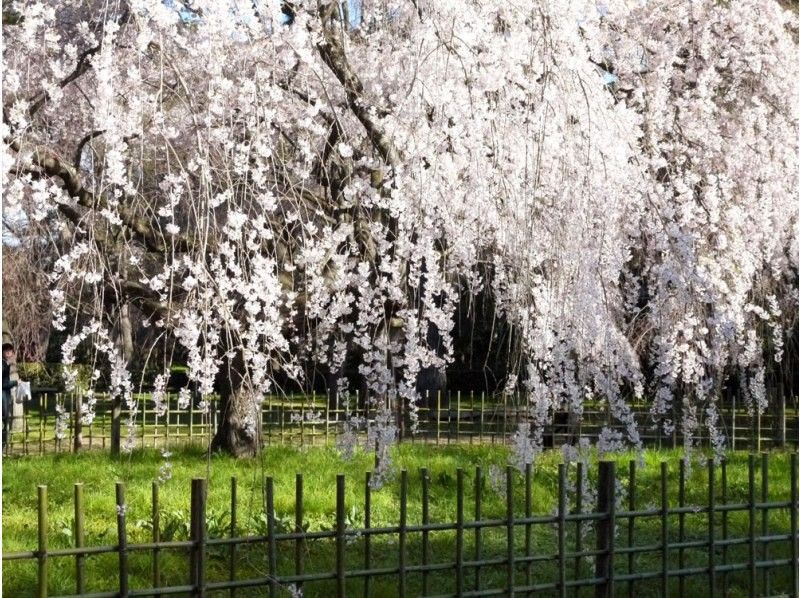 スプリングセール実施中【春の訪れ、濃桜。】早咲きの京都サクラさんぽ♪～早春の京さくら体験～の紹介画像