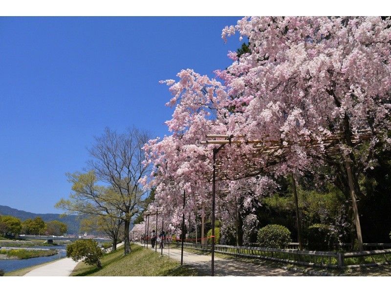 スプリングセール実施中【春の訪れ、濃桜。】早咲きの京都サクラさんぽ♪～早春の京さくら体験～の紹介画像