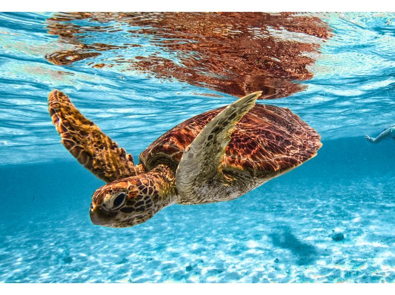 [100% encounter rate continues] Enjoy the Miyako blue sea turtle snorkeling! ★Beginners and families welcome★ [Free photos] SALE!の紹介画像