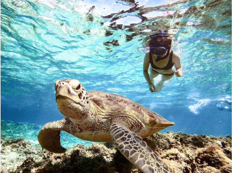 [100% encounter rate continues] Enjoy the Miyako blue! Sea turtle snorkeling {2024 results} ★Beginners/Families welcome★ [Free photos]の紹介画像