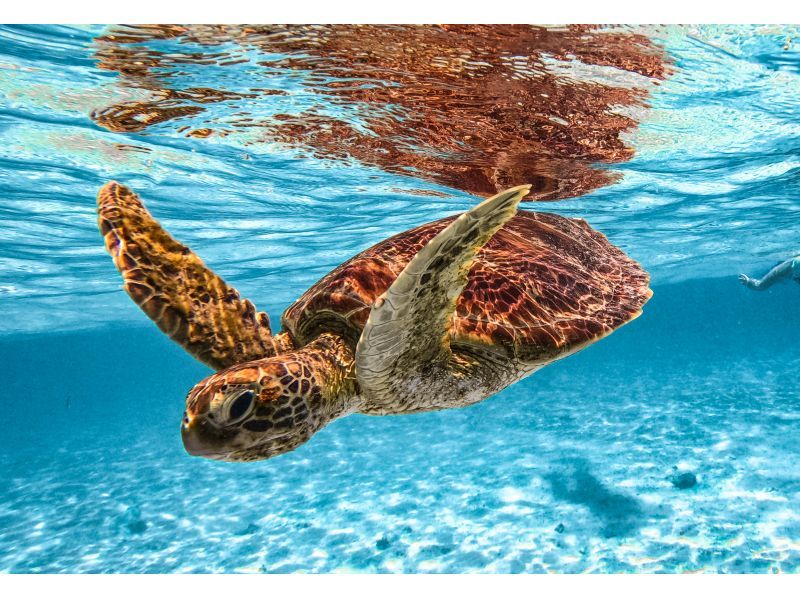 [100% encounter rate continues] Enjoy the Miyako blue! Sea turtle snorkeling {2024 results} ★Beginners/Families welcome★ [Free photos]の紹介画像