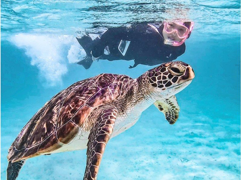 [100% encounter rate continues] Enjoy the Miyako blue! Sea turtle snorkeling {2024 results} ★Beginners/Families welcome★ [Free photos]の紹介画像